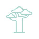 Baobab Tein